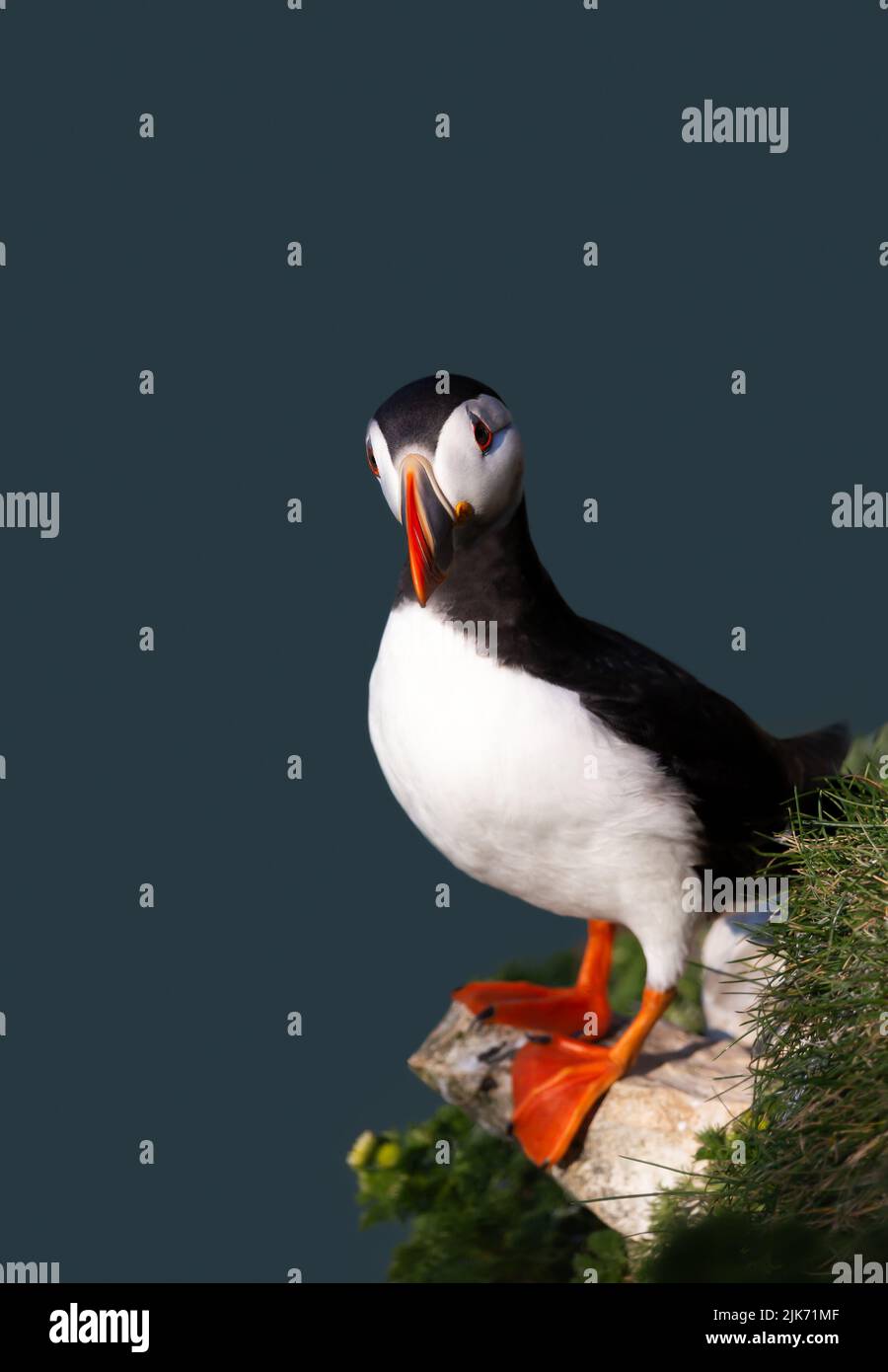 Close up of Atlantic puffin perched on a cliff edge against blue background, UK. Stock Photo