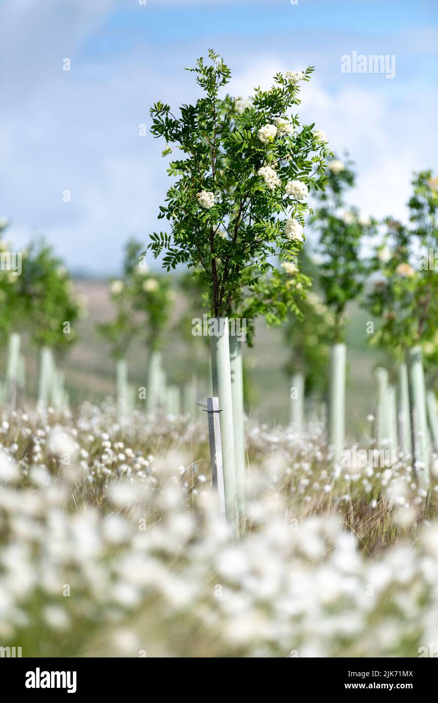 Moorland in the Upper Eden Valley planted with softwood trees as part of an environmental scheme. Mallerstank, Cumbria, UK. Stock Photo