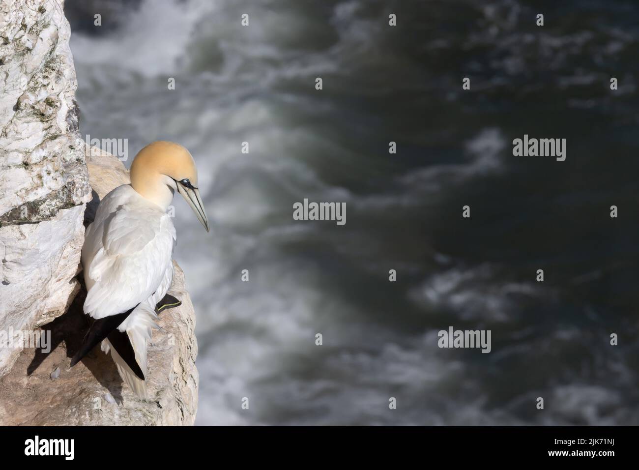 Close up of a Northern gannet (Morus bassana) perched on an edge of a cliff by the North sea, Bempton cliffs, UK. Stock Photo