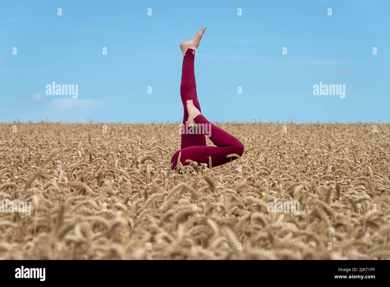 Woman doing a headstand in a field of wheat in the summer. Stock Photo