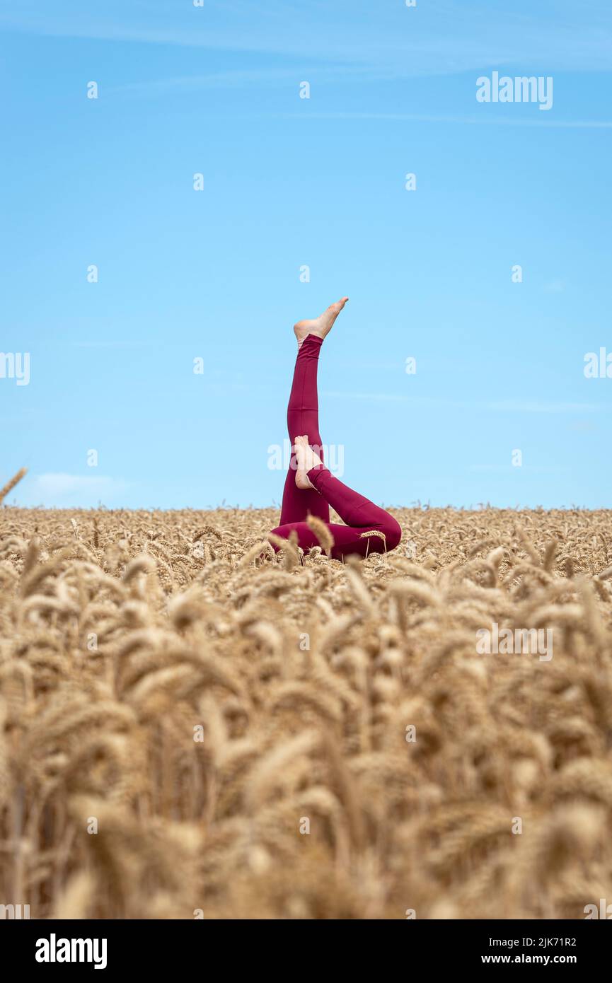 Woman doing a headstand in a field of wheat in the summer. Stock Photo