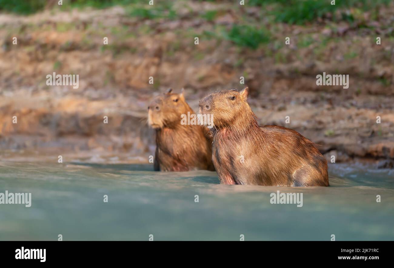 Two Capybaras in water on a river bank, South Pantanal, Brazil. Stock Photo