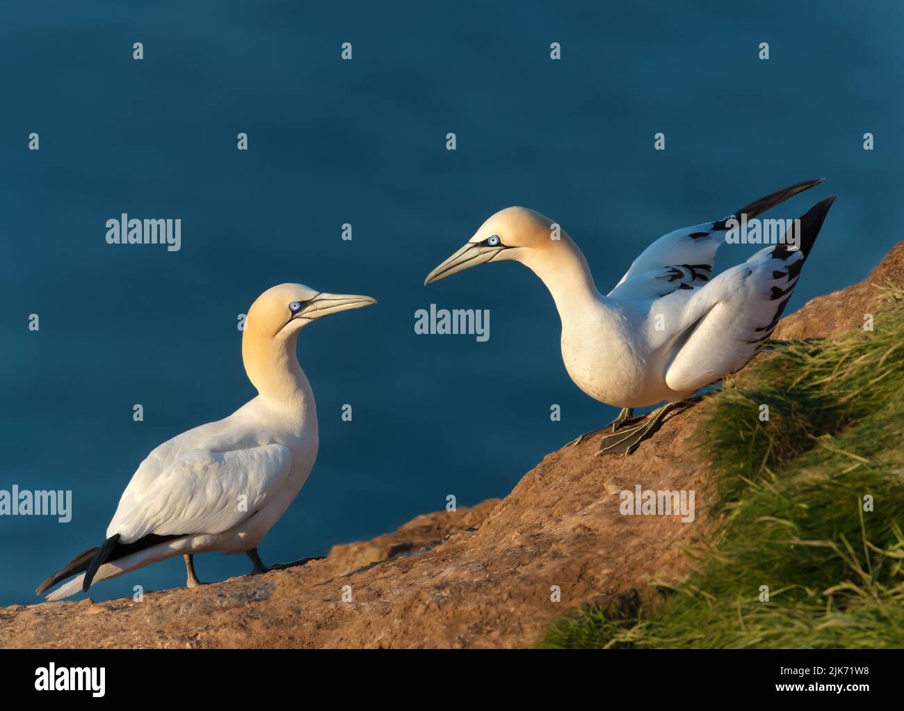 Close up of bonding Northern gannets (Morus bassana) on a cliff by the North sea, Bempton cliffs, UK. Stock Photo