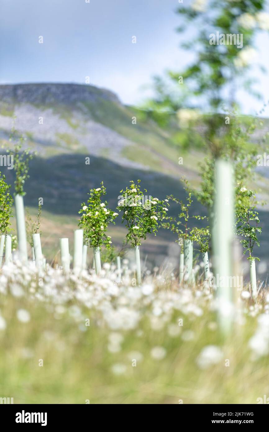 Moorland in the Upper Eden Valley planted with softwood trees as part of an environmental scheme. Mallerstank, Cumbria, UK. Stock Photo
