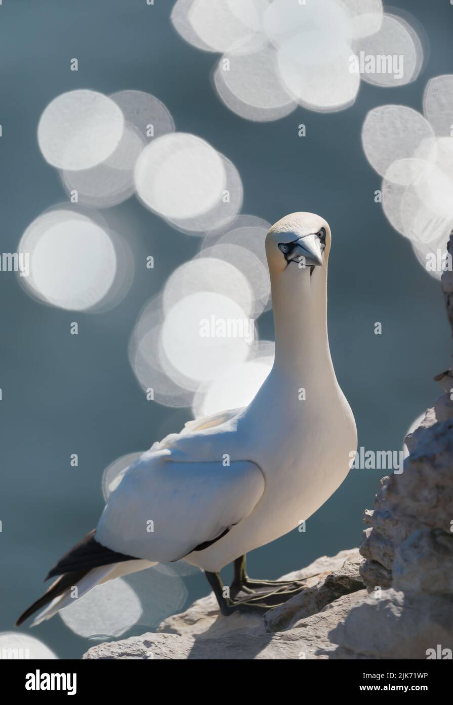 Close up of a Northern gannet (Morus bassana) perched on an edge of a cliff against bokeh background, Bempton cliffs, UK. Stock Photo