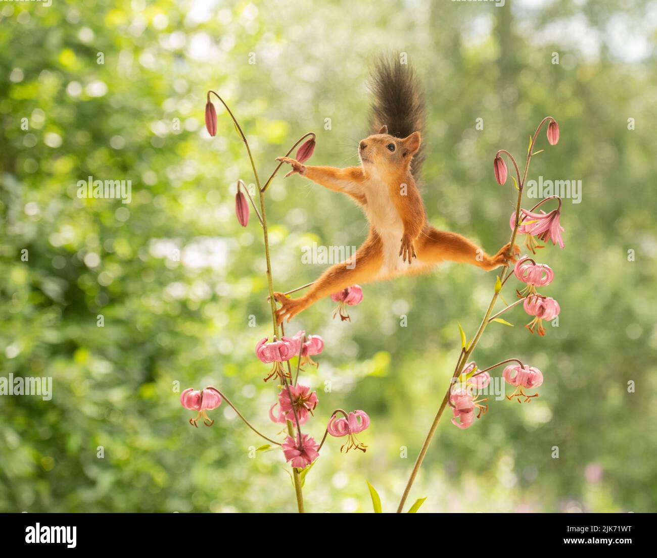red squirrel between Lilium martagon flowers Stock Photo