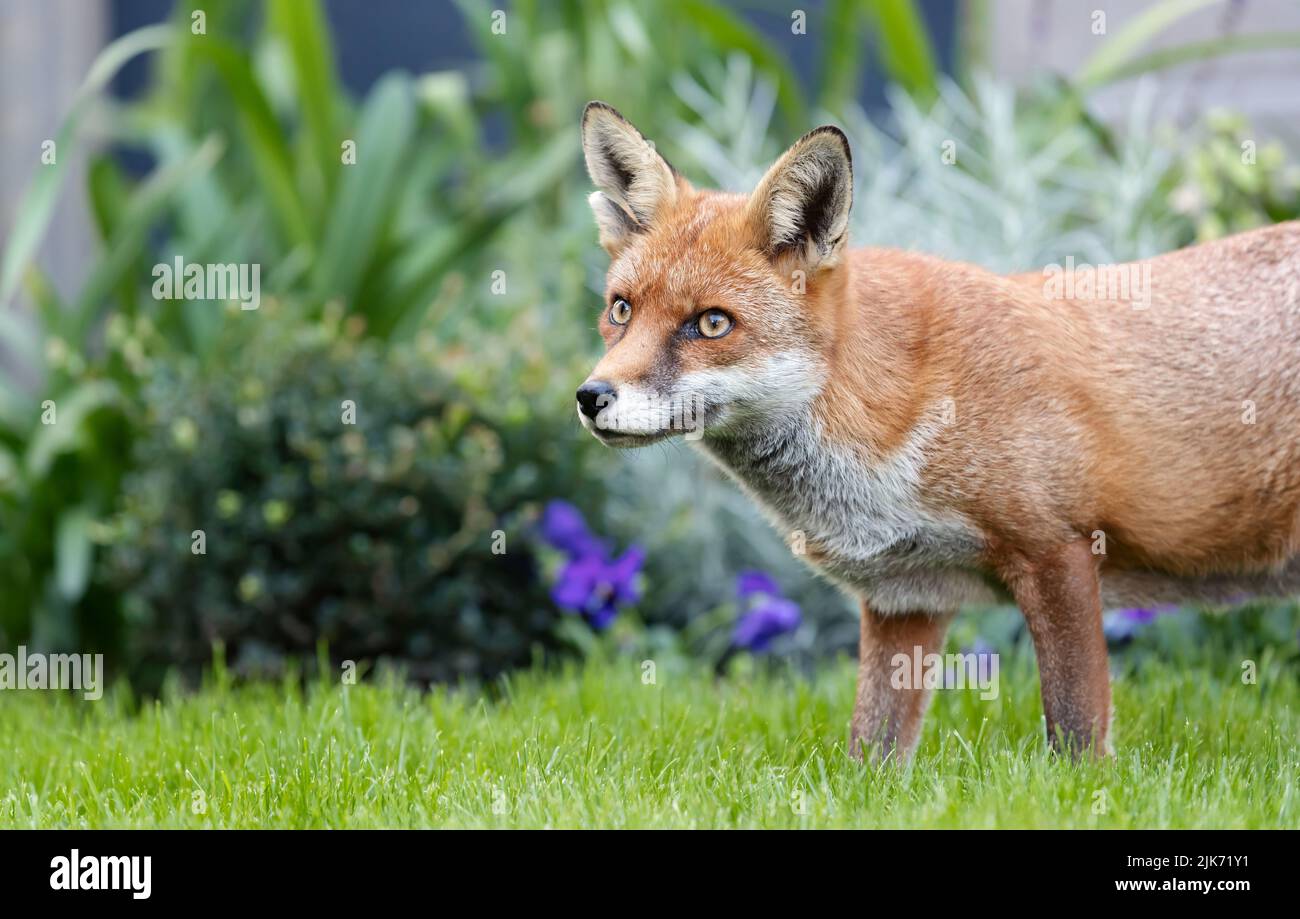 Close up of a Red fox (Vulpes vulpes) in a garden, UK. Stock Photo