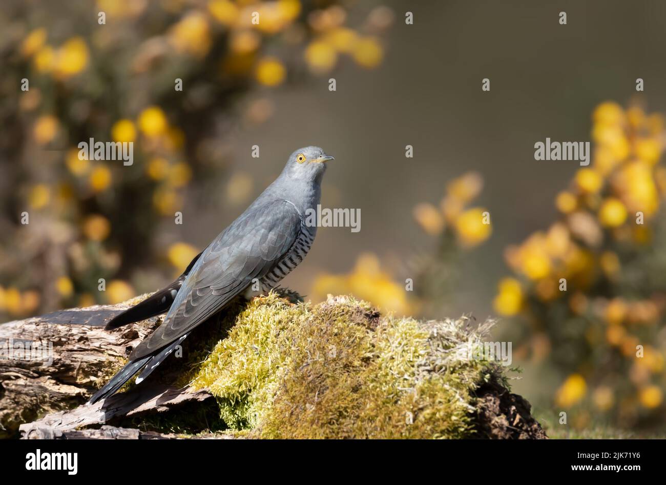 Close up of a Common Cuckoo perched on a mossy tree trunk, UK. Stock Photo