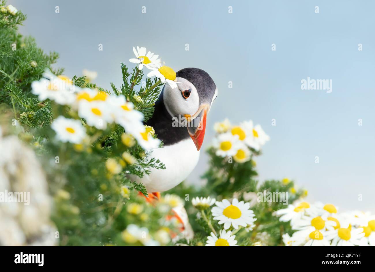 Portrait of an Atlantic puffin with daisies, Bempton cliffs, UK. Stock Photo
