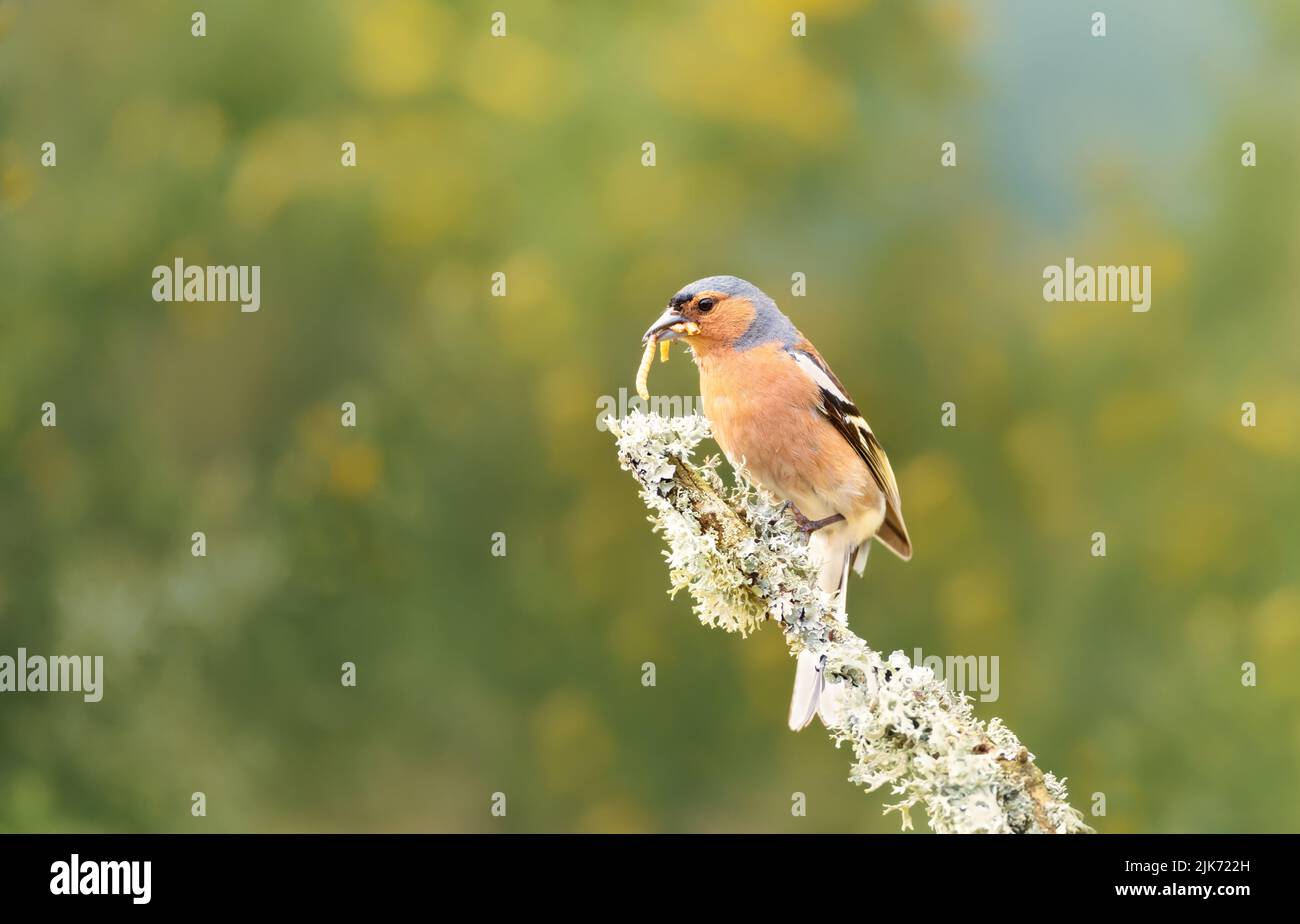 Close up of a common chaffinch (Fringilla coelebs) with a worm in a beak, UK. Stock Photo