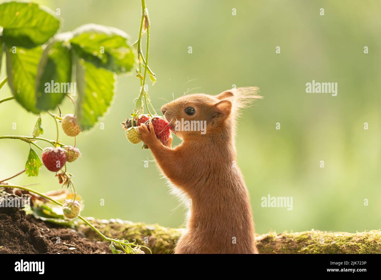 red squirrel is eating a strawberry Stock Photo Alamy