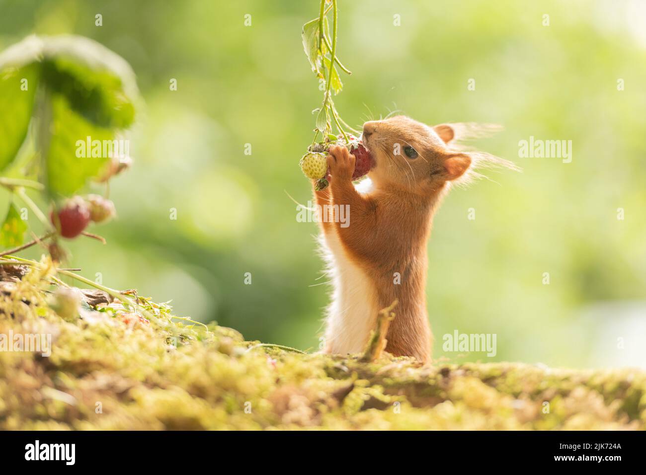 red squirrel is eating a strawberry Stock Photo Alamy