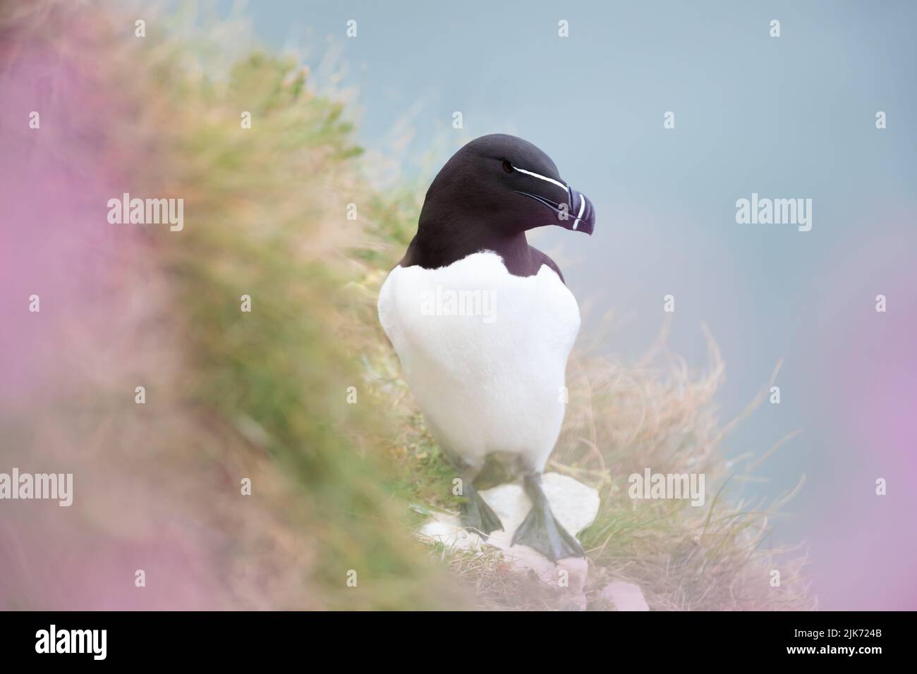 Close up of a Razorbill in Bempton cliffs among pink campion flowers in spring. Stock Photo