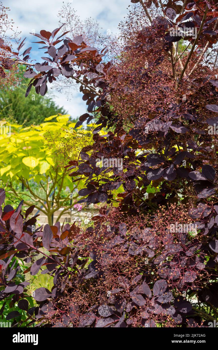 Cotinus coggygria Royal Purple, a deciduous shrub with deep red foliage and fluffy flower heads in summer. Stock Photo