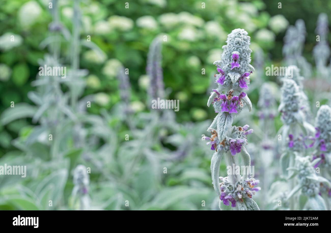 Stachys Byzantine, Stahis woolly or Lamb's Ears, Turkish lamb's ear