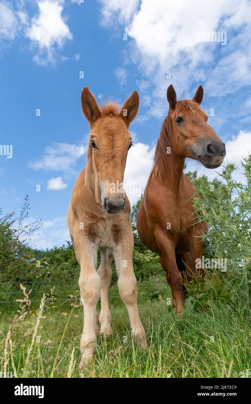 Suffolk Punch draft horse, now a rare breed, with its foal. Somerset, UK. Stock Photo