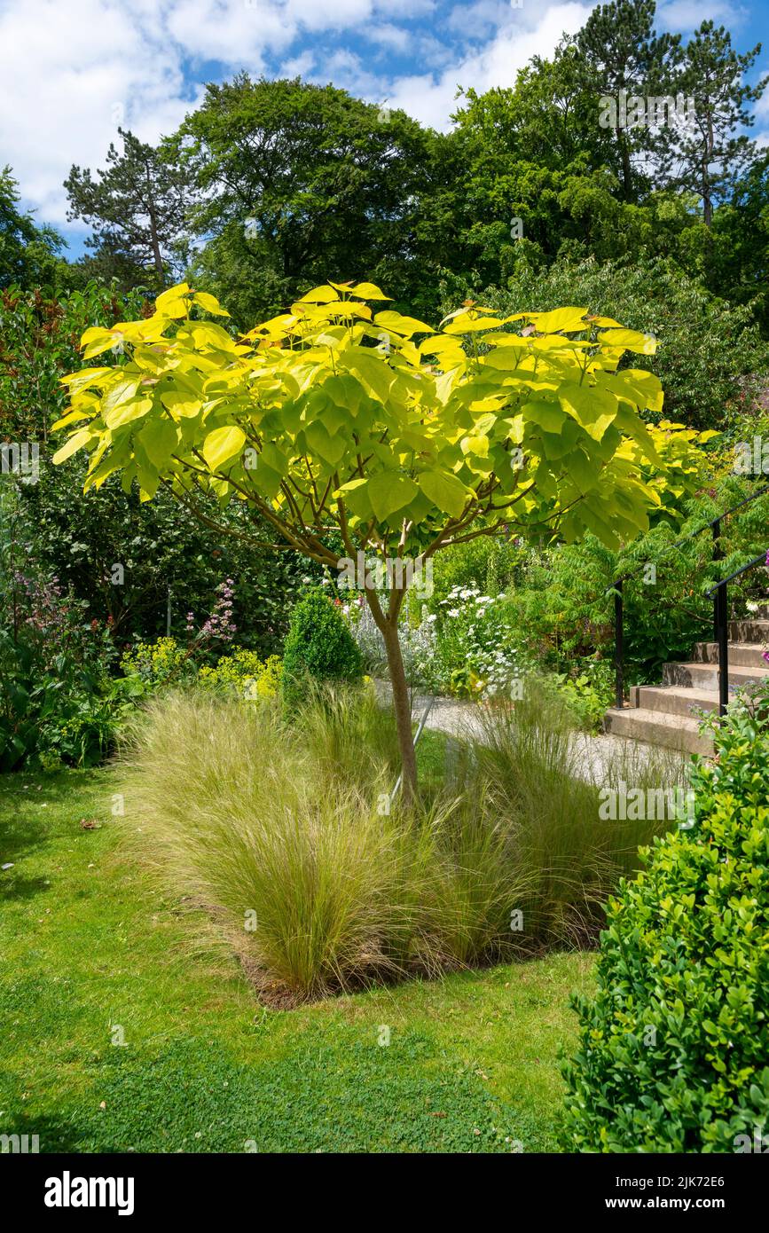 Catalpa Bignonioides Aurea (Golden Indian Bean Tree) grown as a standard tree in an English garden in summer. Underplanted with Stipa Tenuissima. Stock Photo
