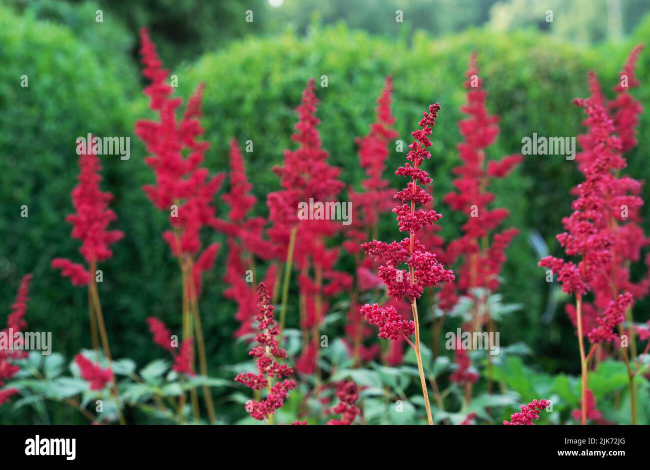 Red Astilba Japanese (lat. Astilbe japonica) blooms in the summer garden. Stock Photo