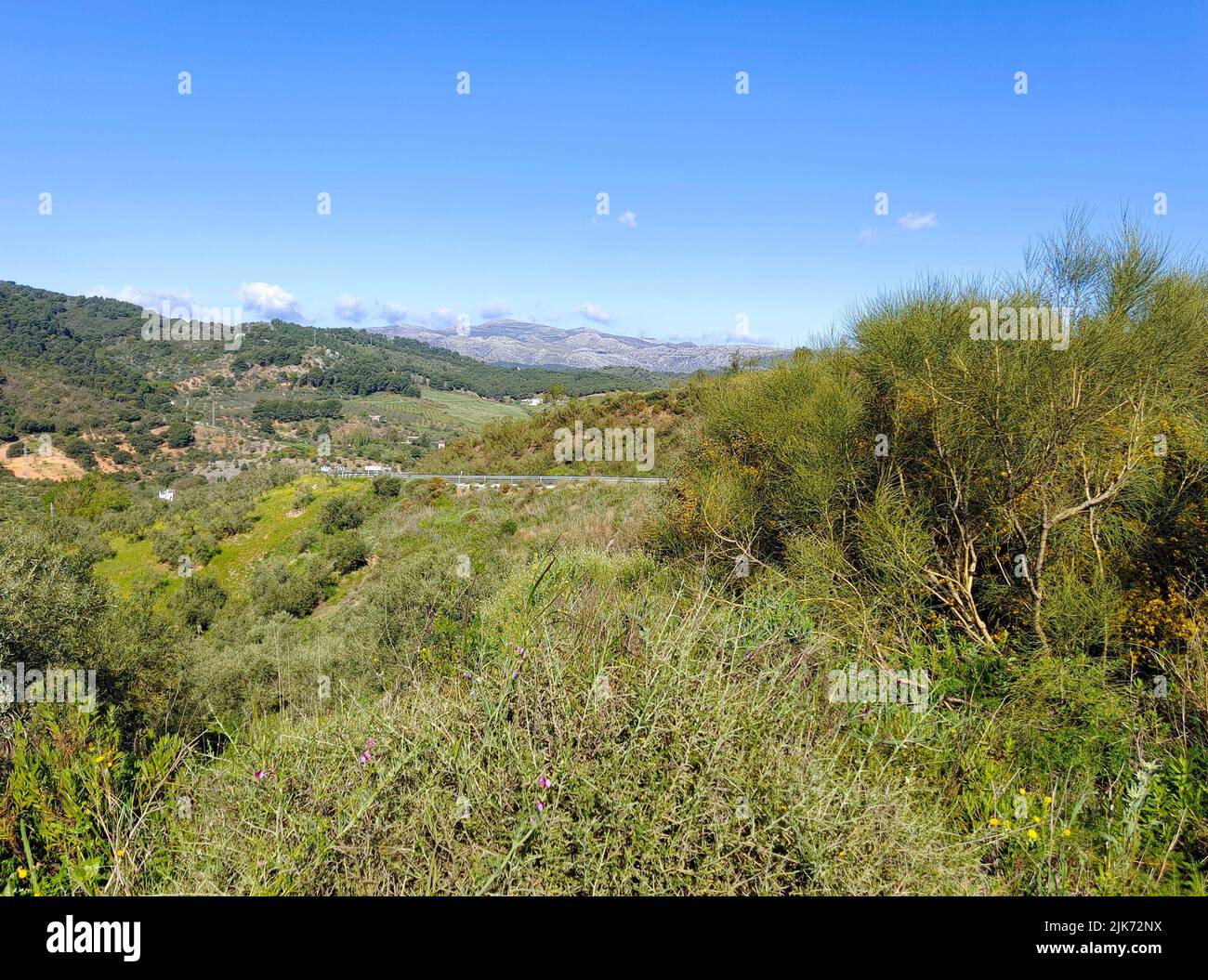Forest in Malaga province in the south of Spain in a sunny day Stock Photo