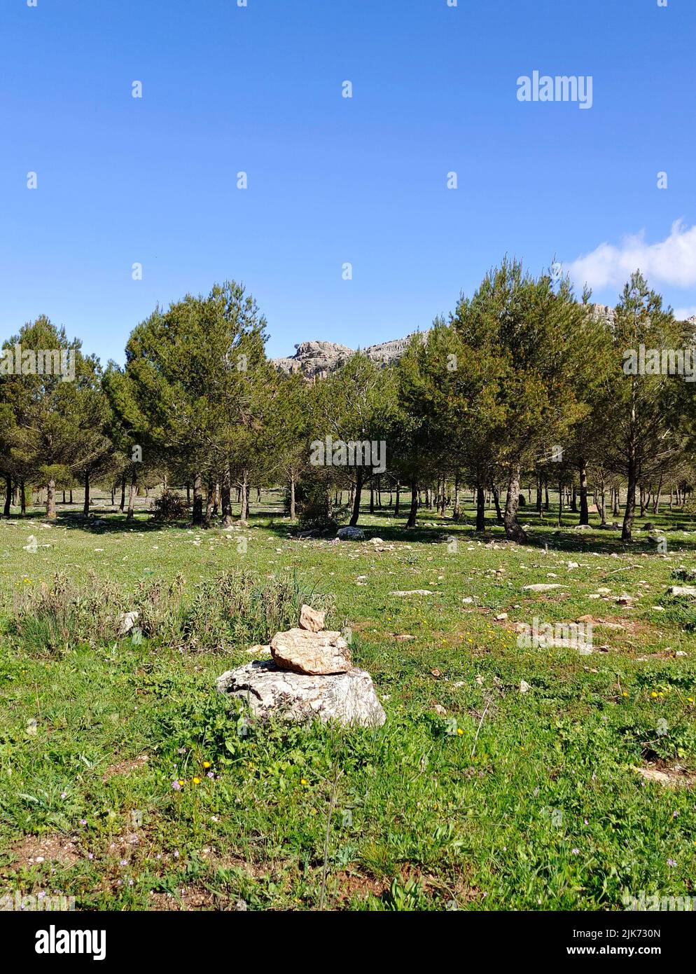 Forest in Malaga province in the south of Spain in a sunny day Stock Photo