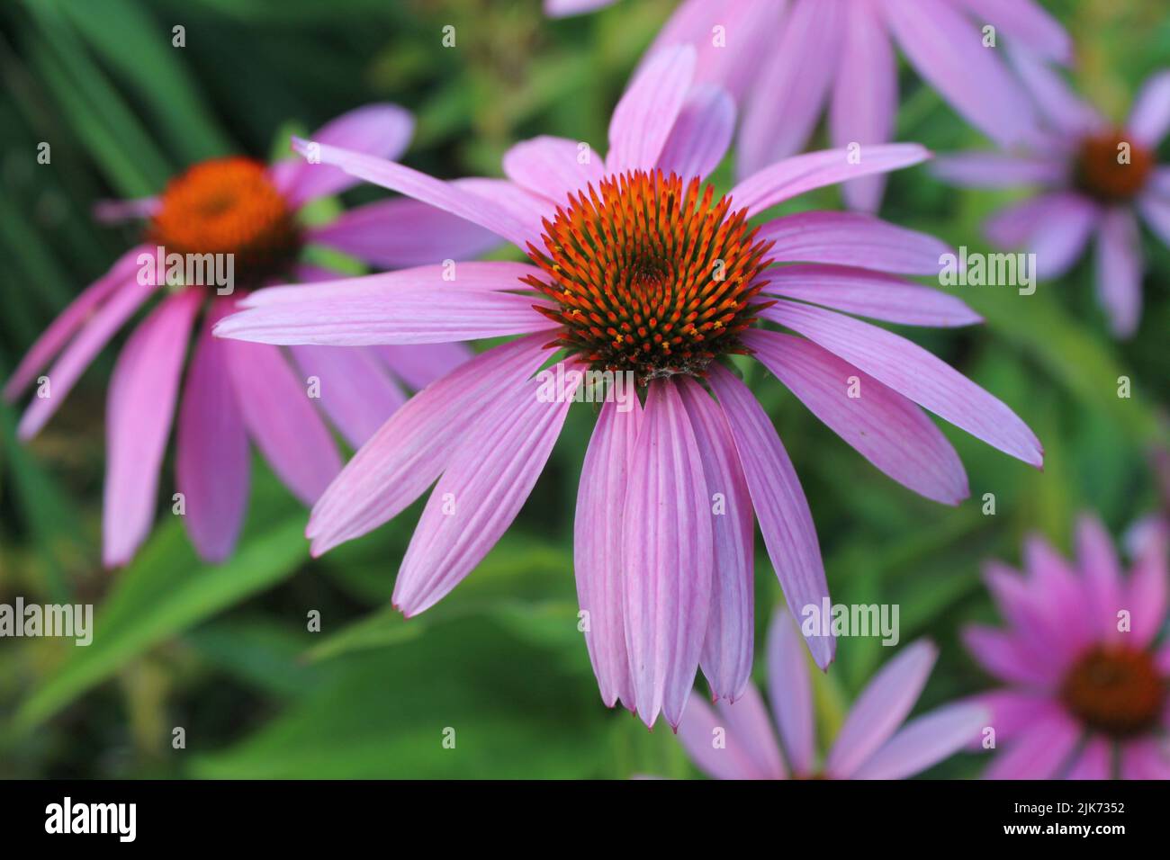 Long lasting tall flowers hi-res stock photography and images - Alamy
