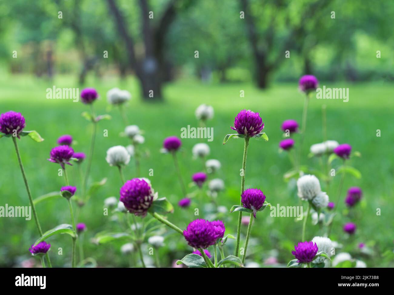 Gomphrena globosa flowers blooming in spring season. Amaranth, Makhmali and Vadamalli. Purple flowers in the garden. Stock Photo