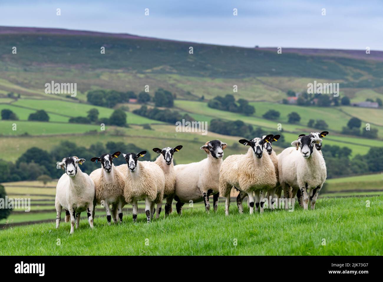 Swaledale ewe with mule lambs in pasture within the North York Moors National Park, UK. Stock Photo
