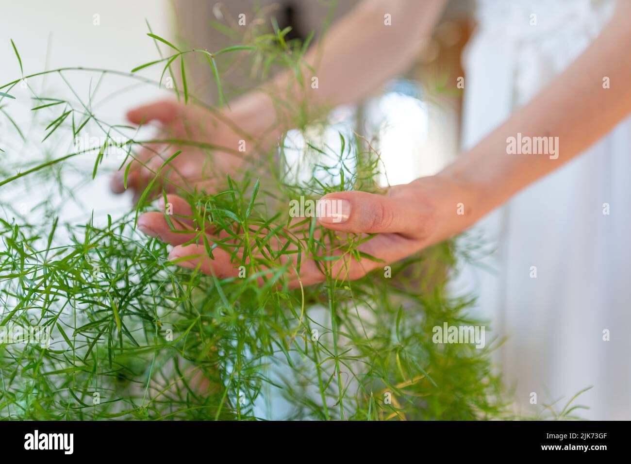 Woman's hands holding an asparagus plant's leaves Stock Photo