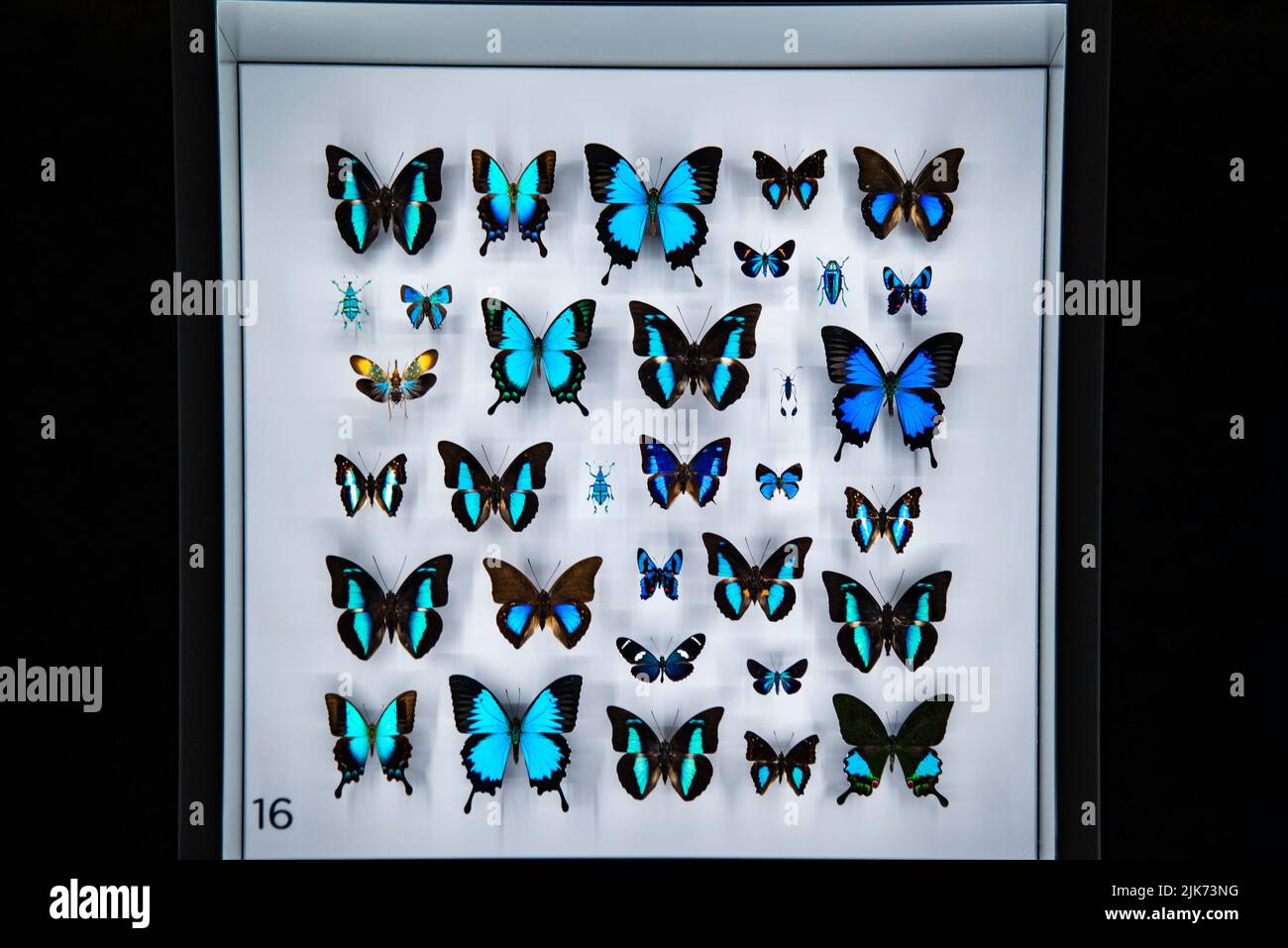 Montreal, Canada July 30 2022 Various Insect specimen exhibited in