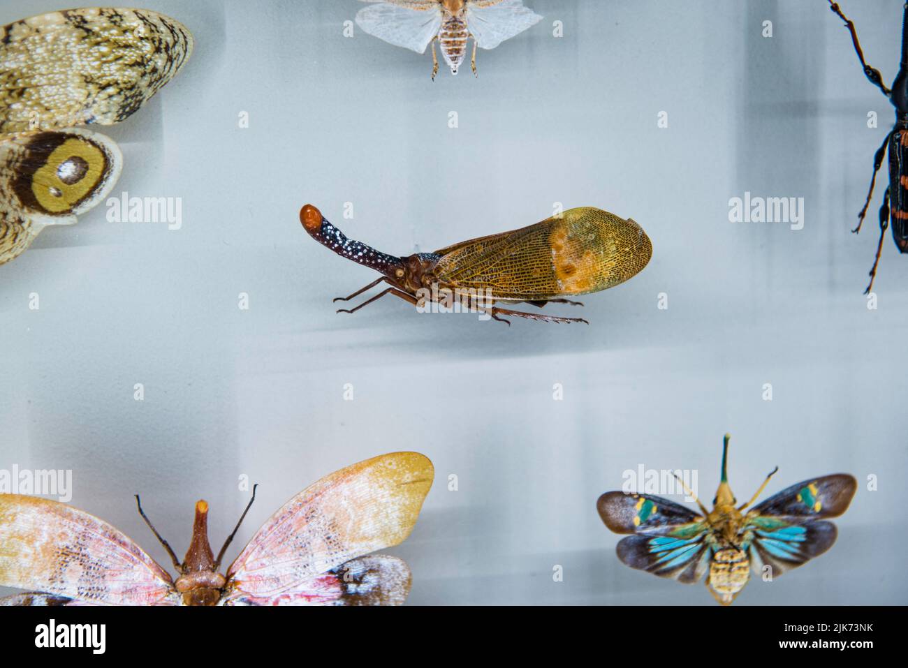 Montreal, Canada - July 30 2022: Various Insect specimen exhibited in Montreal insectarium Stock Photo
