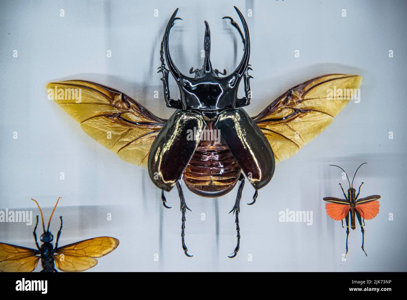 Montreal, Canada July 30 2022 Various Insect specimen exhibited in