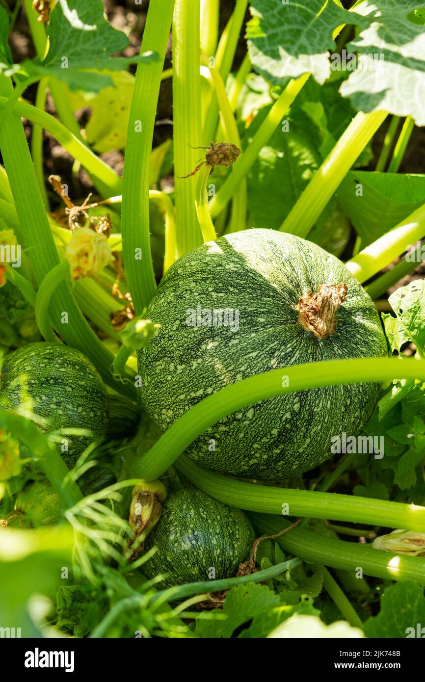 Green round striped zucchini grow in the garden. Growing vegetables in agriculture Stock Photo