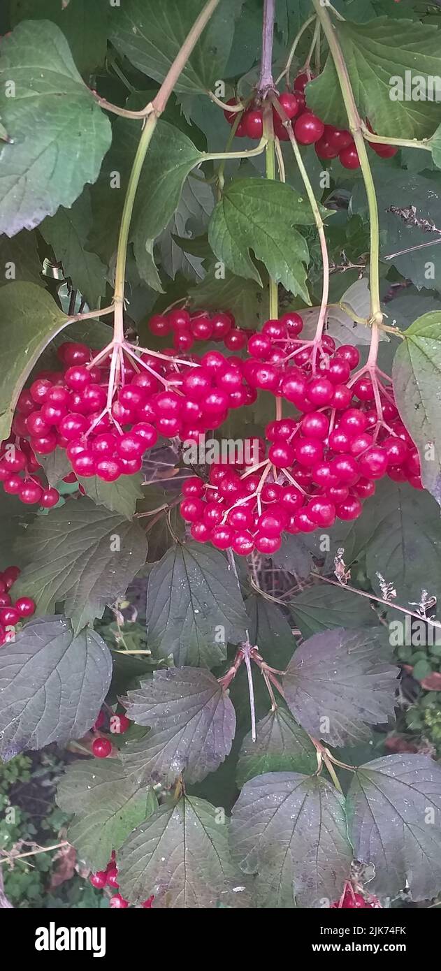 Red ripe guelder rose berries among green leaves. Vertical background ...