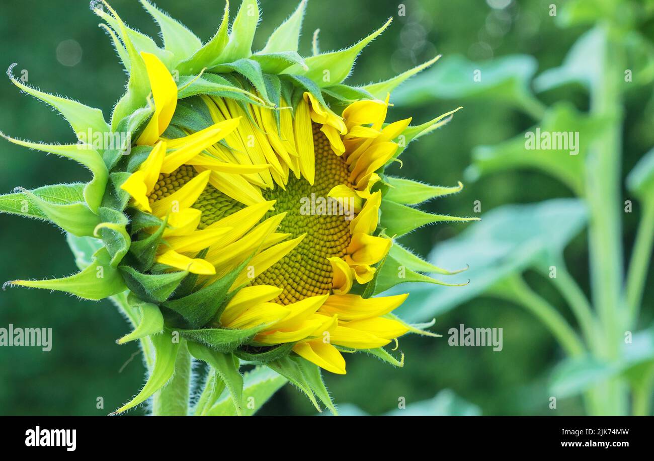Close-up of a sunflower at the very beginning of flowering. Stock Photo