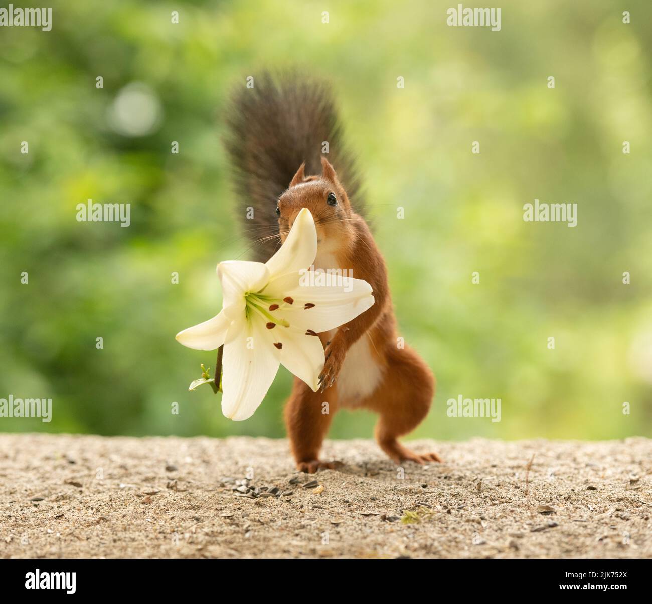 Jimmys bane and tiger lily hires stock photography and images Alamy