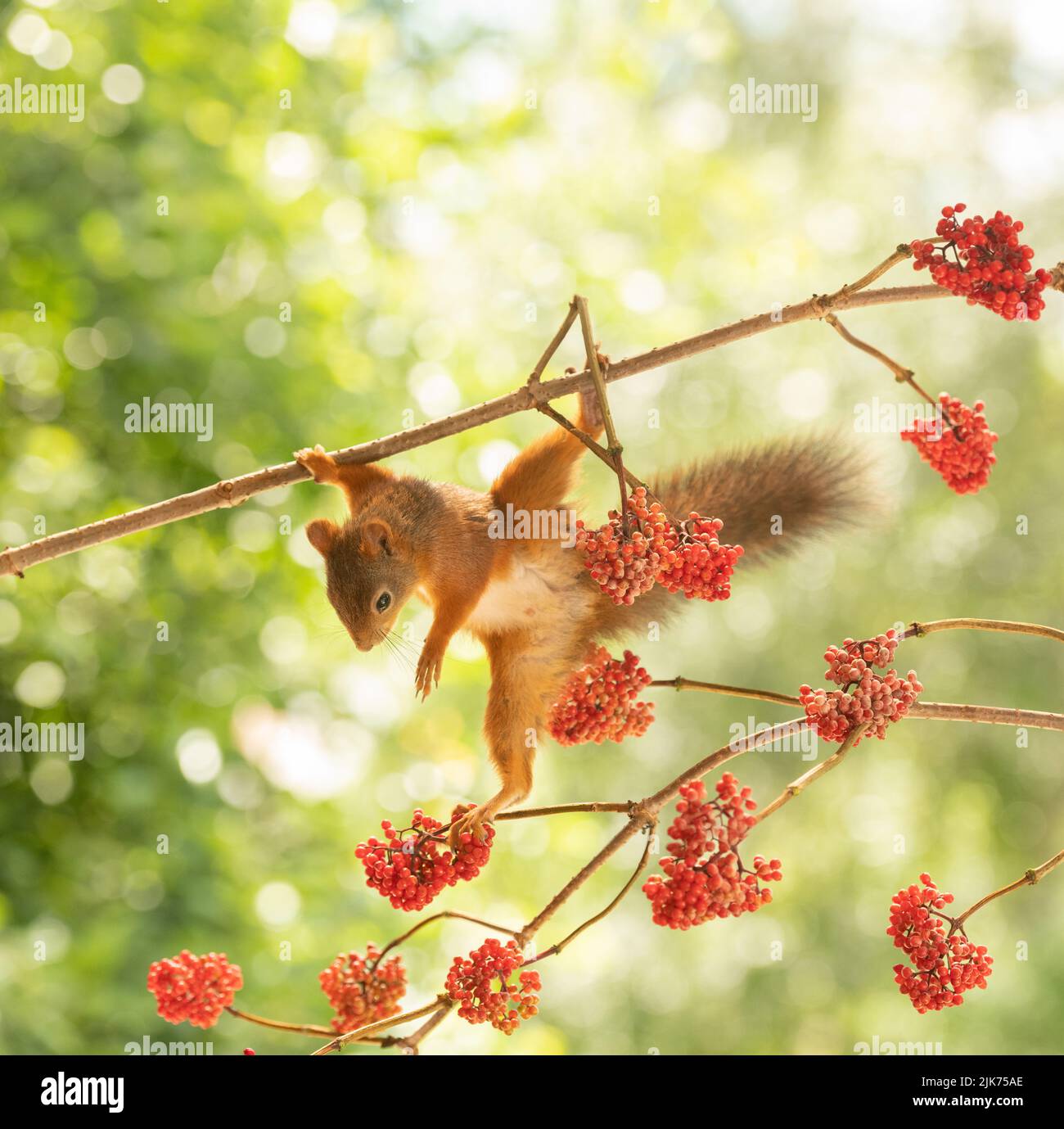 red squirrels standing on elderberry branches Stock Photo Alamy