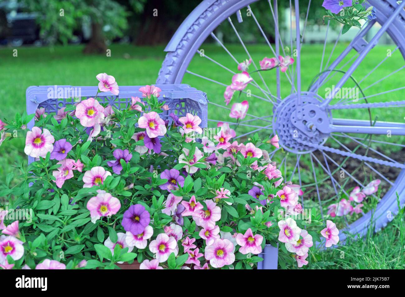 Lilac bicycle decorated with bright flowers in wicker baskets. Flower bike. Bicycle in landscape design. Stock Photo