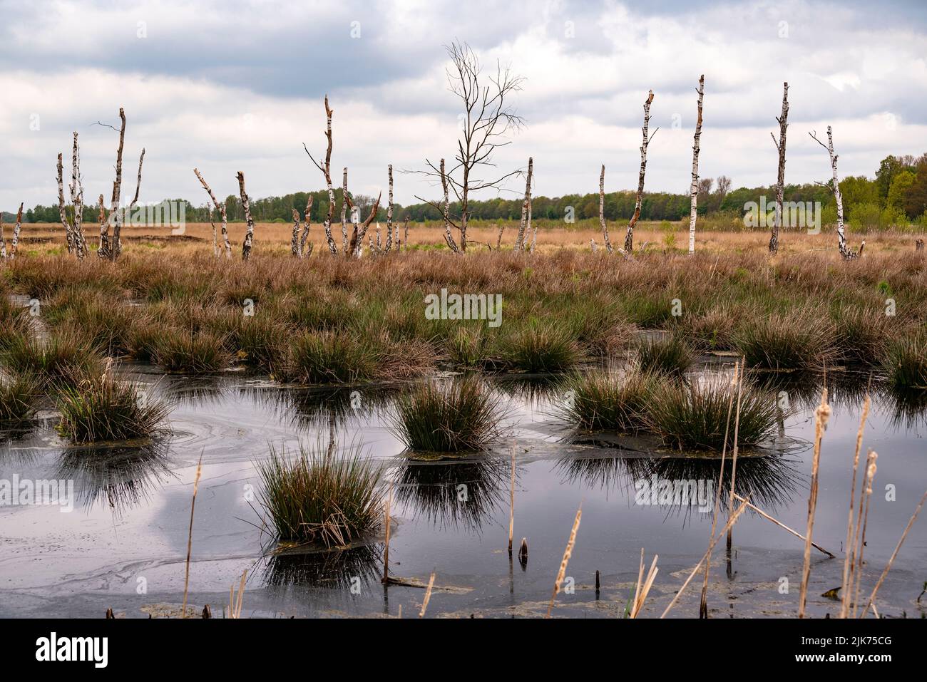 Gloomy landscape with old birch trunks at the 'Großes Torfmoor' raised bog, Hille, North Rhine-Westphalia, Germany Stock Photo