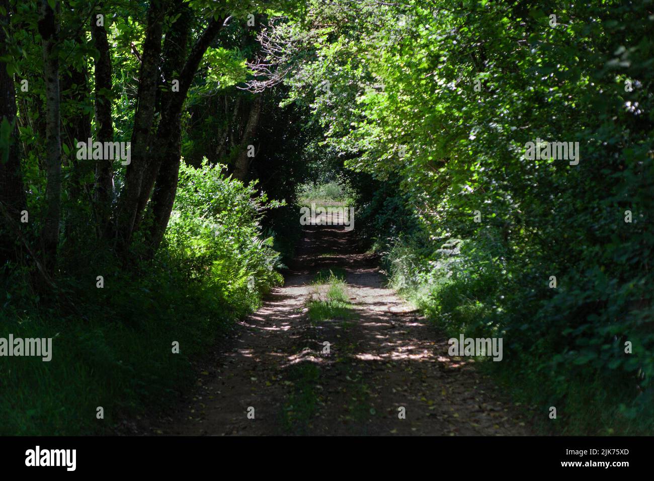 Small path in the undergrowth in summer Stock Photo