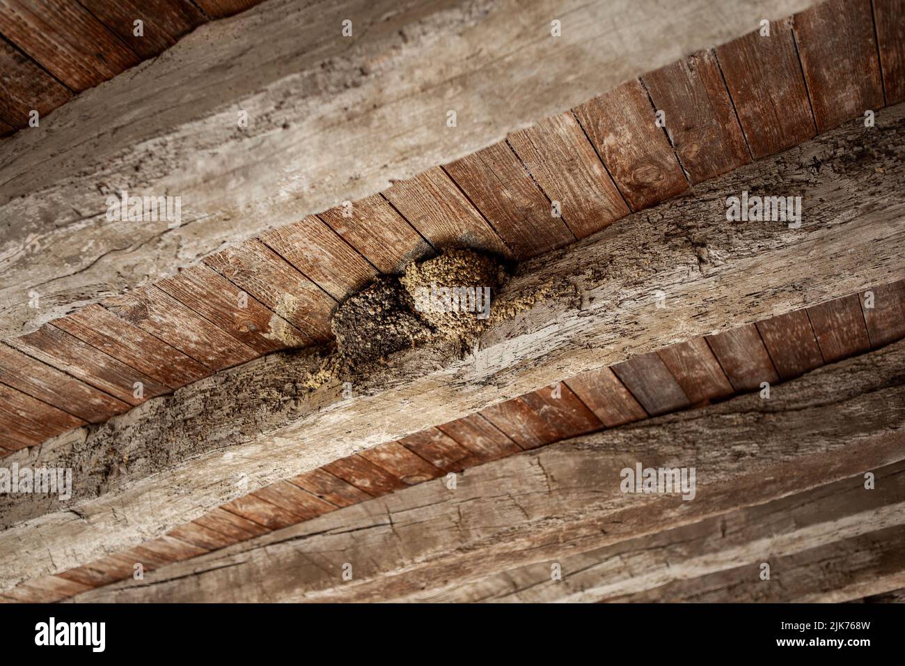 Swallows nest under wooden beams Stock Photo