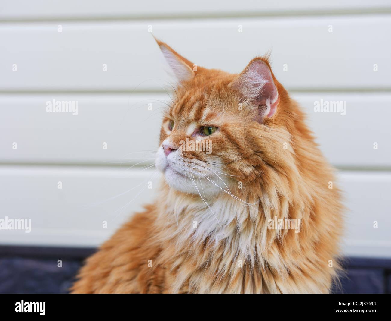 A portrait of a red maine coon sitting in front of a house. Close up. Stock Photo