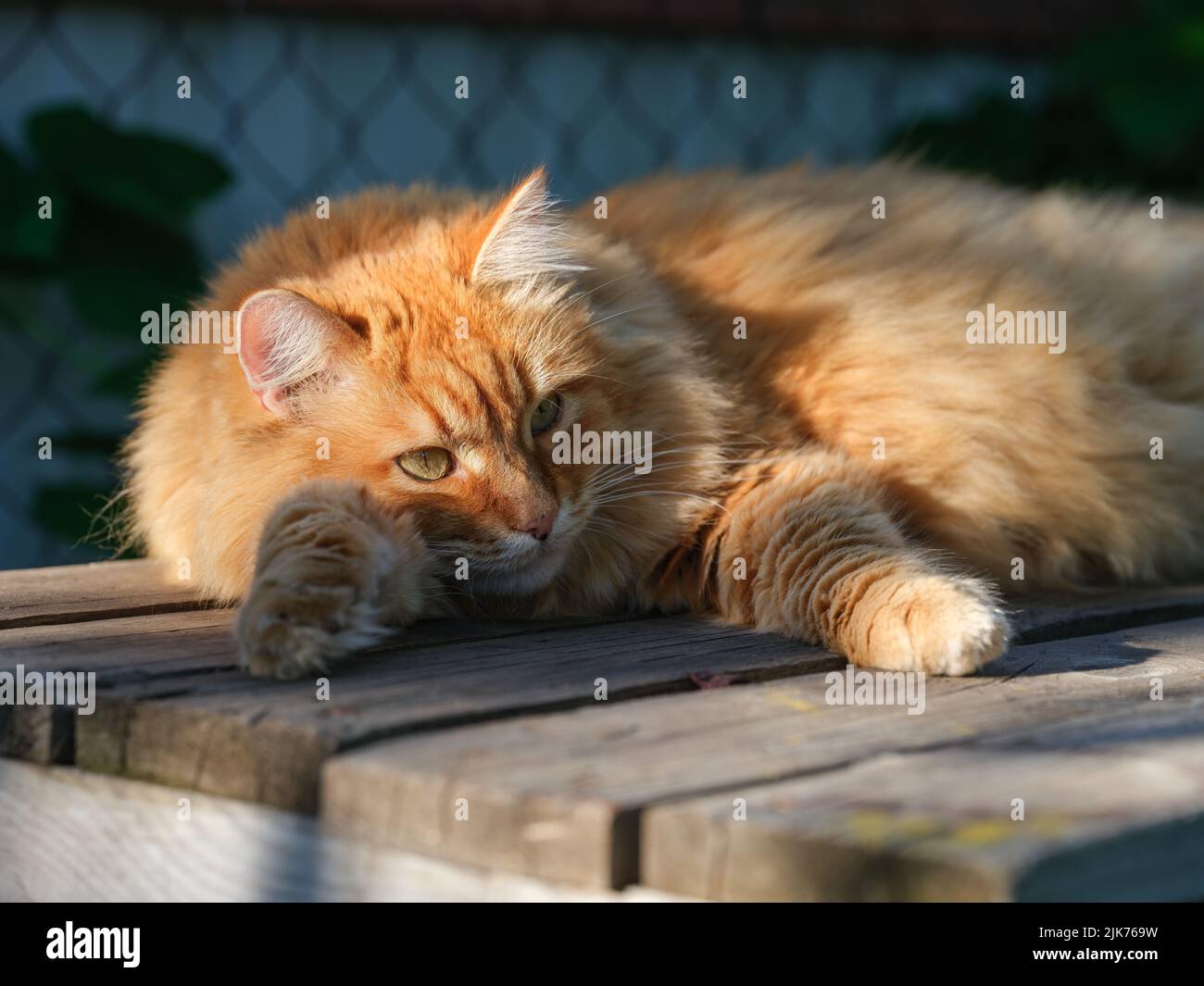 A ginger cat lying on a table outside. Close up. Stock Photo