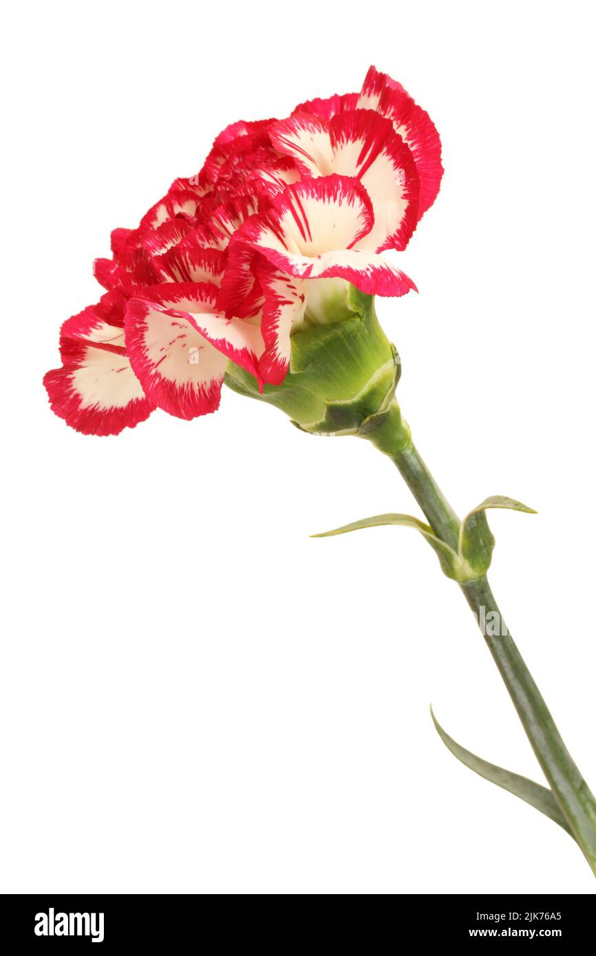 Carnation garden Cut Out Stock Images & Pictures Alamy