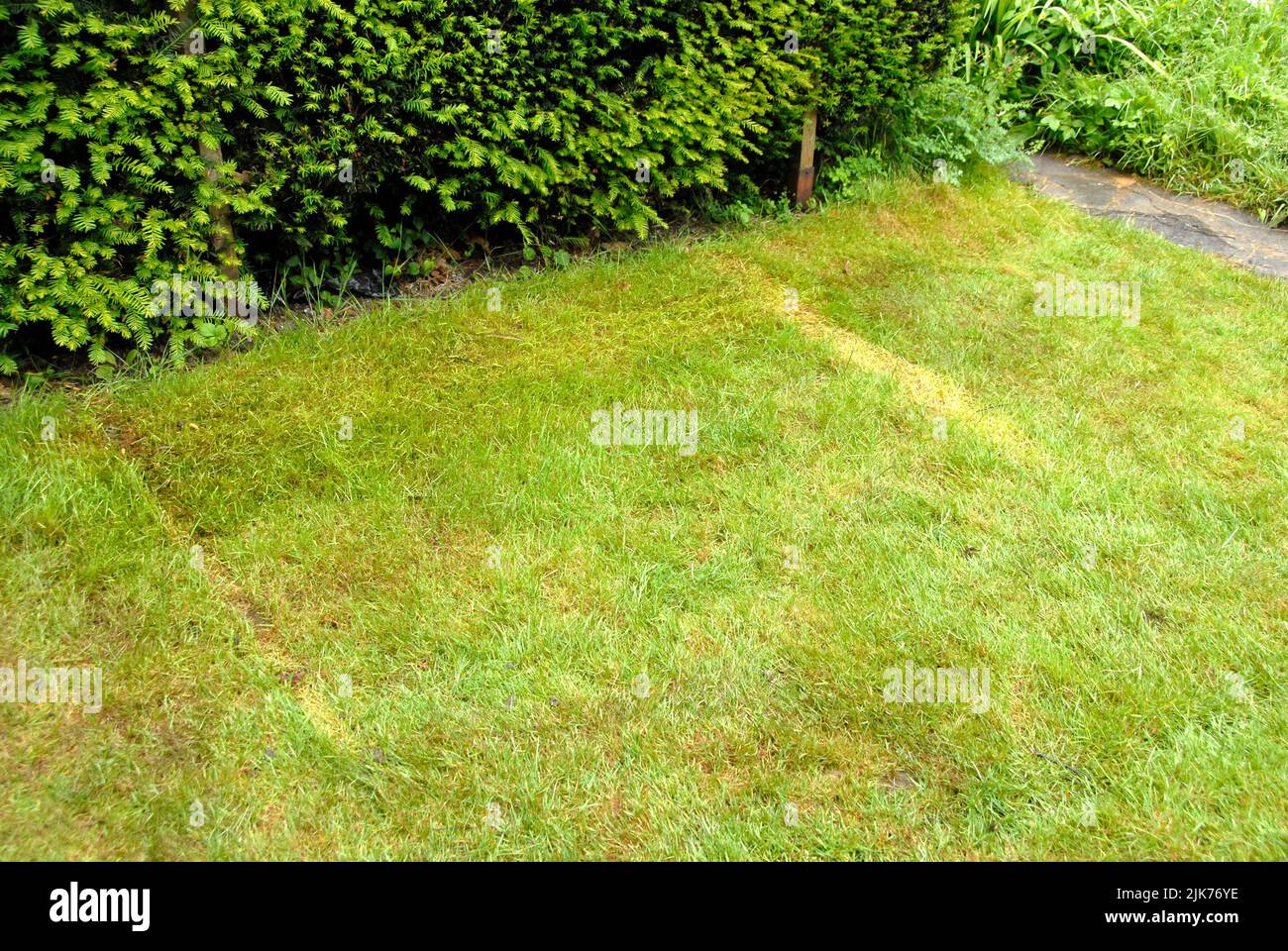 Yellow marks left on domestic lawn where building supplies had been stored temporarily Stock Photo