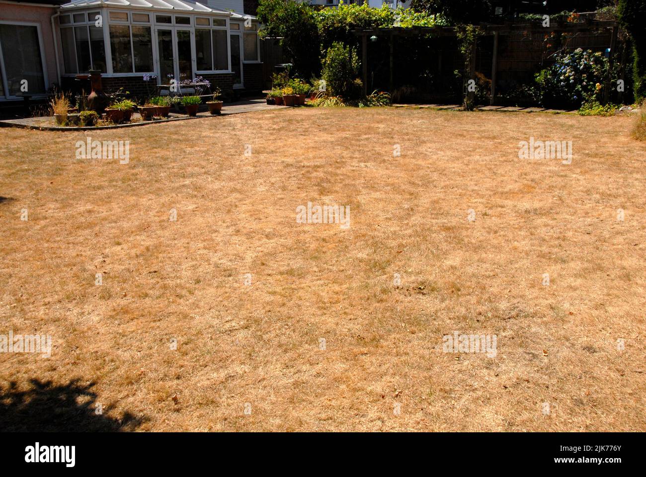 Domestic lawn turned brown in prolonged spell of weather without rain while larger plants beyond find water deeper and stay green, July Stock Photo