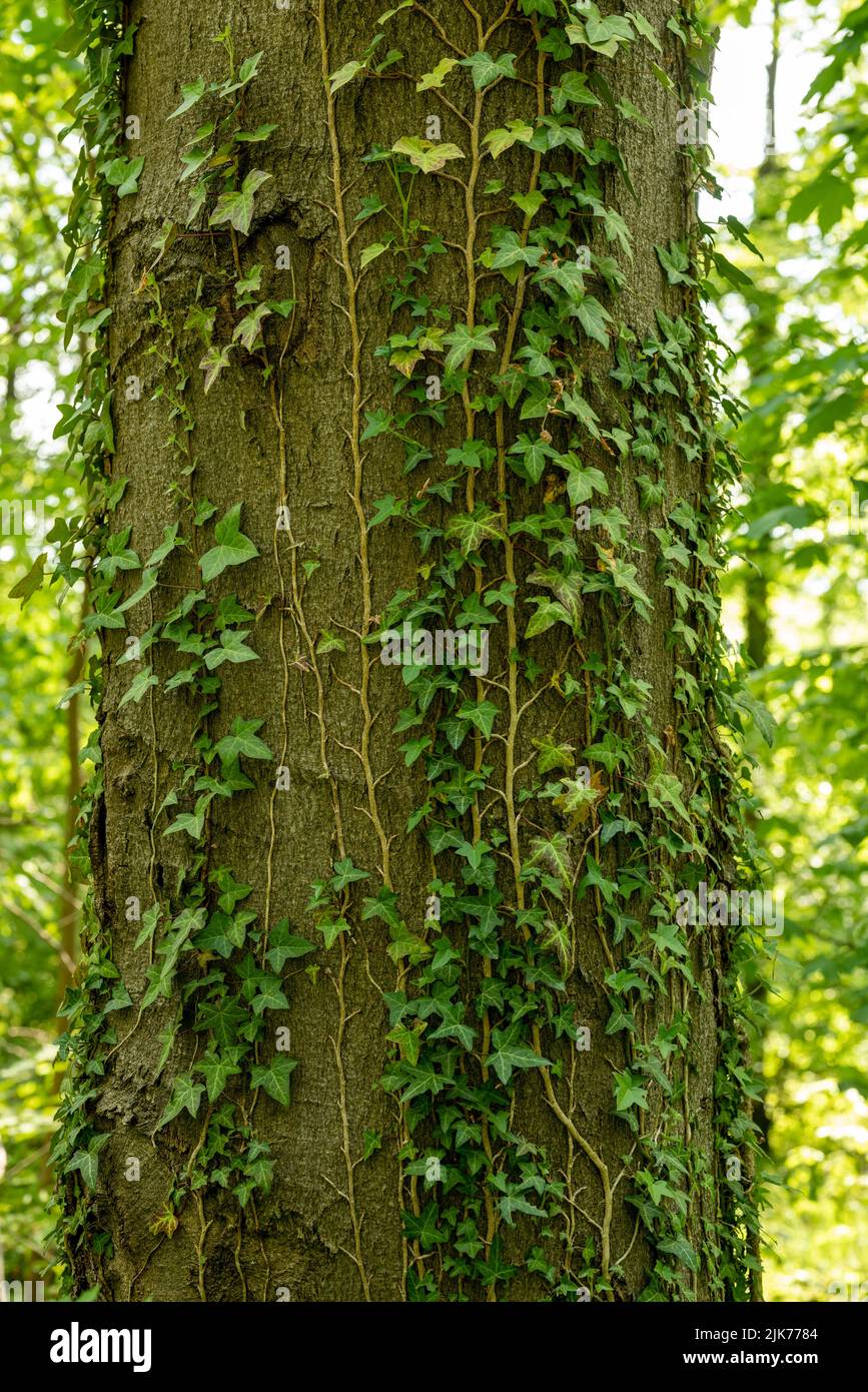 Ivy vines climbing up a tree trunk in a forest Stock Photo