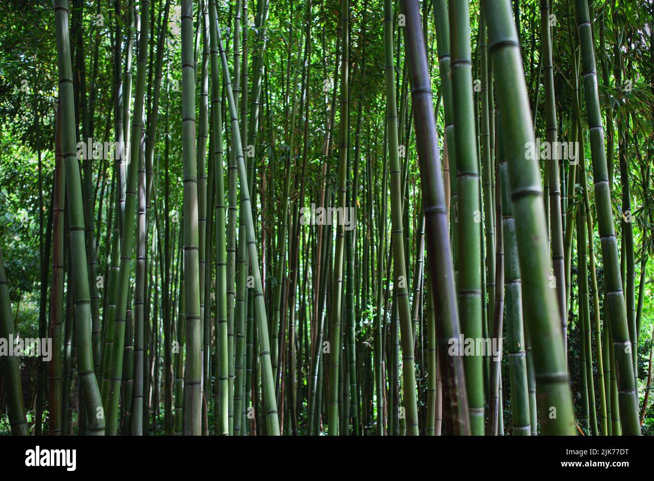 Bamboo background in a public park Stock Photo