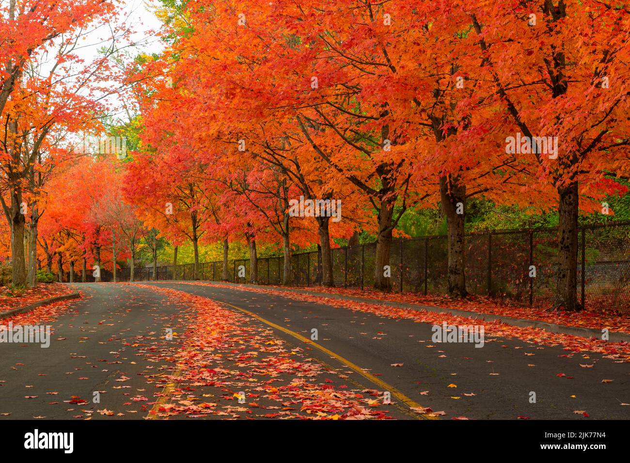 WA21790-00...WASHINGTON - Colorful canopy created by trees in fall color along the main road into Gene Coulon Memorial Beach Park in Renton. Stock Photo