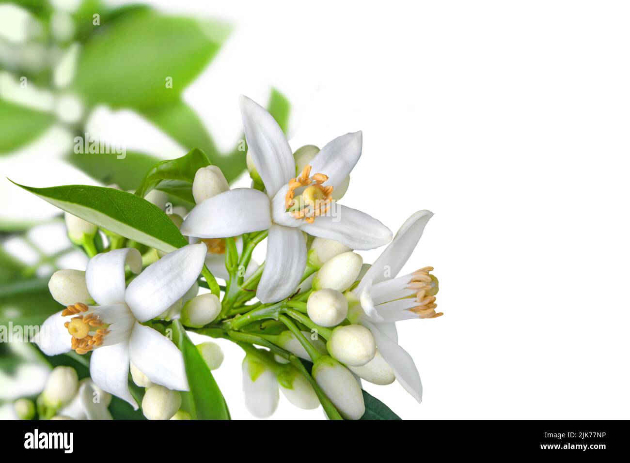 Orange blossom branch with flowers, buds and leaves in the corner isolated on white. Neroli citrus white bloom. Stock Photo