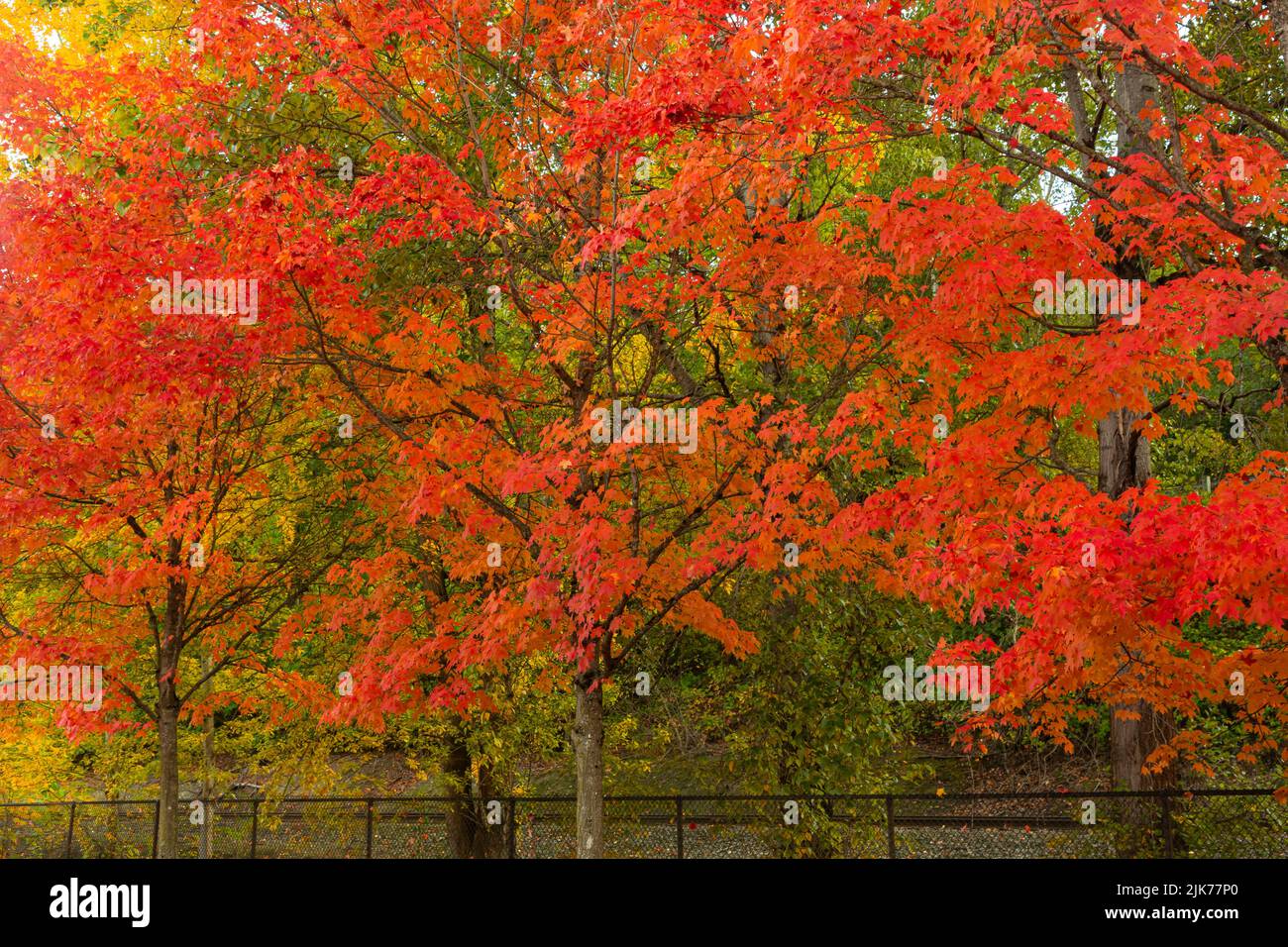 WA21793-00...WASHINGTON - Colorful canopy created by trees in fall color along the main road into Gene Coulon Memorial Beach Park in Renton. Stock Photo